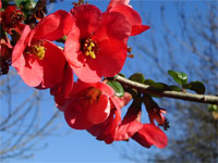 Fleurs rouges